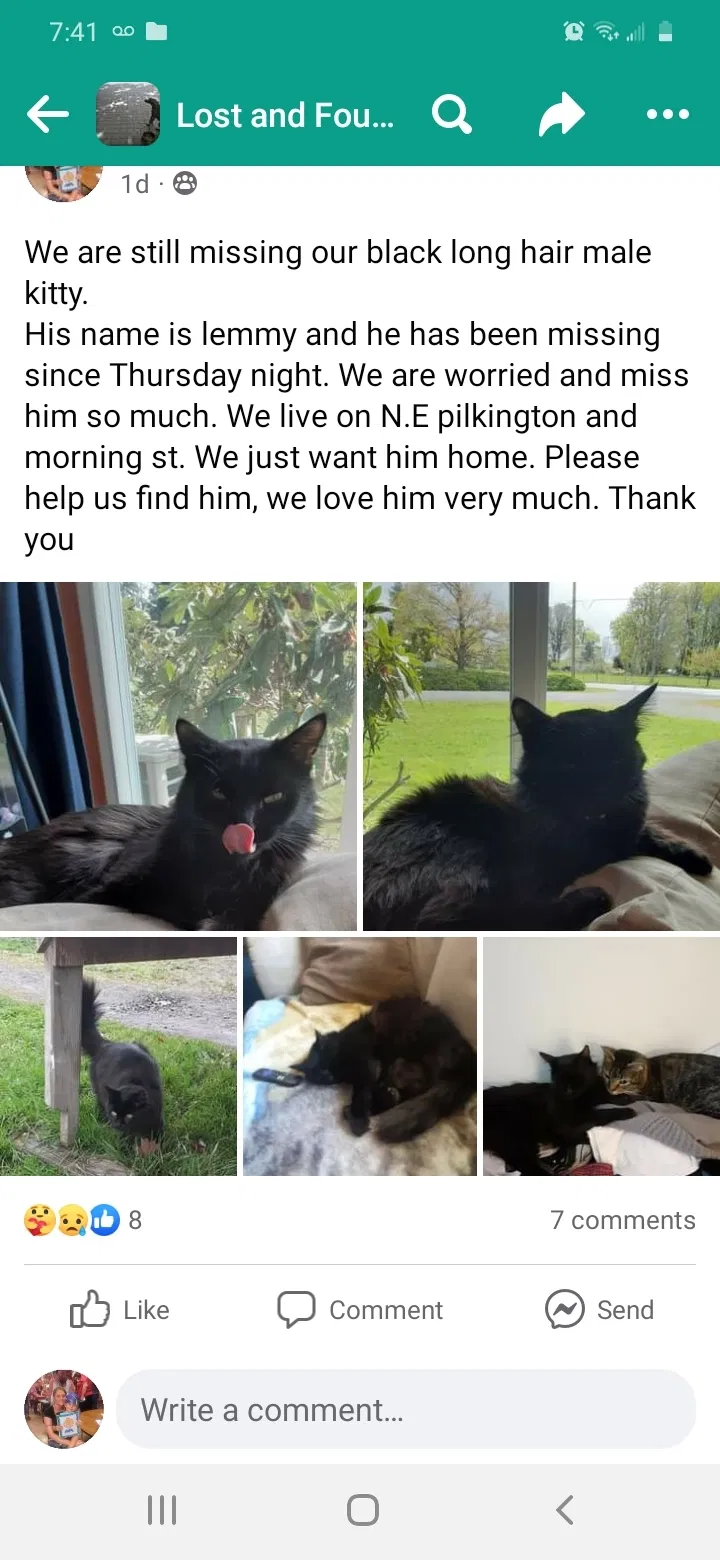 Lost cat in Corvallis, OR, 97330