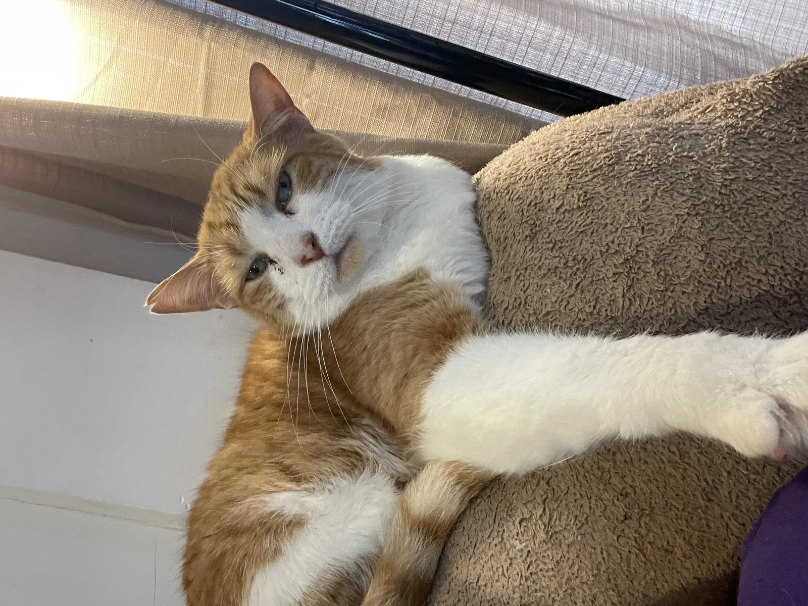 Lost cat in Gresham, OR, 97080