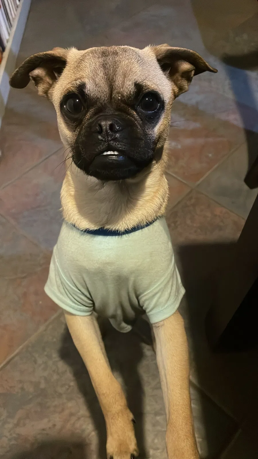 Lost dog in Riverside, CA, 92505