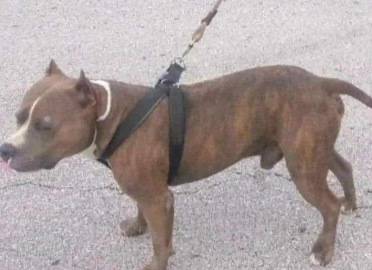 Lost dog in Independence, MO, 64055