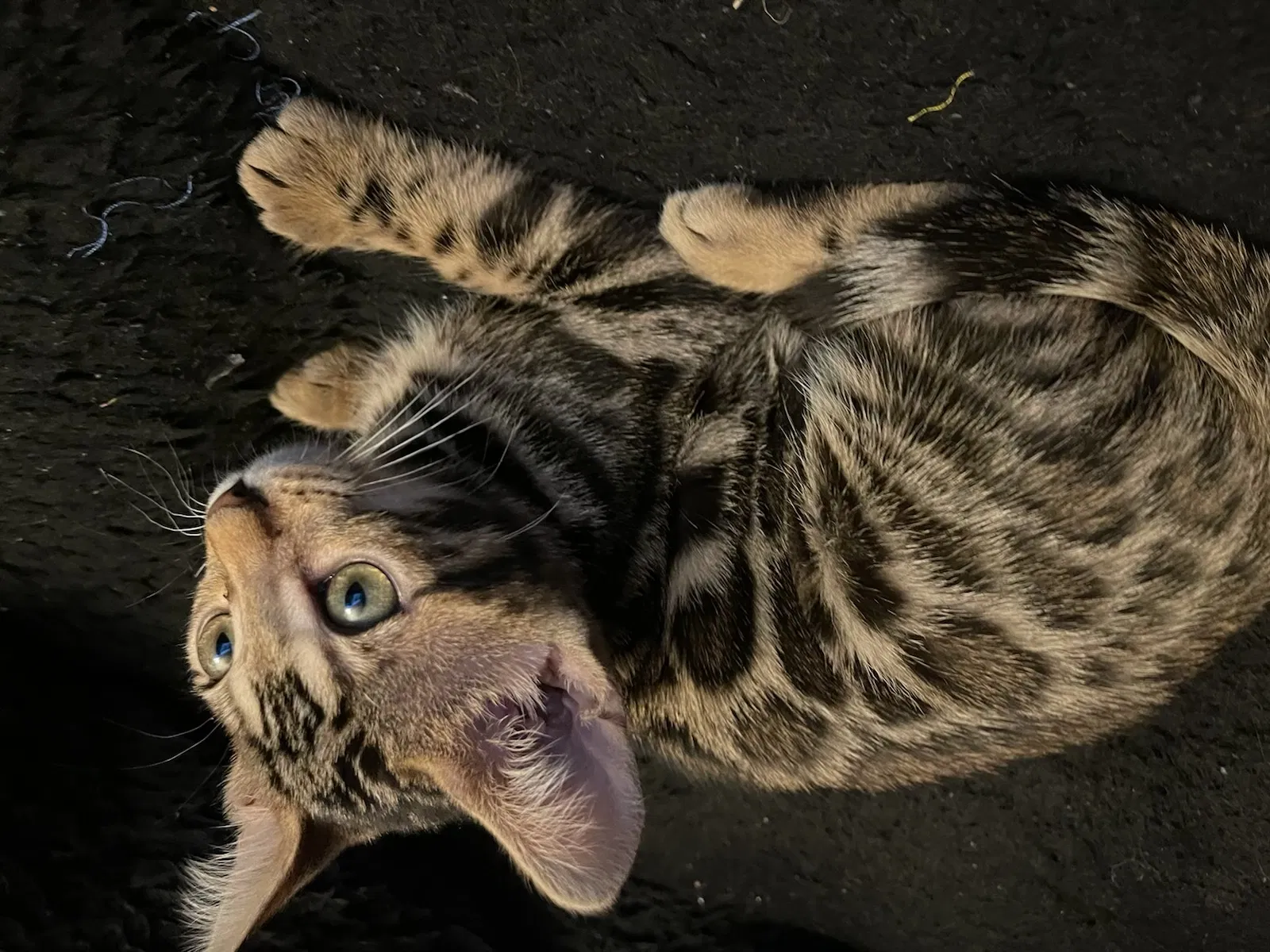 Lost cat in Denver, CO, 80235