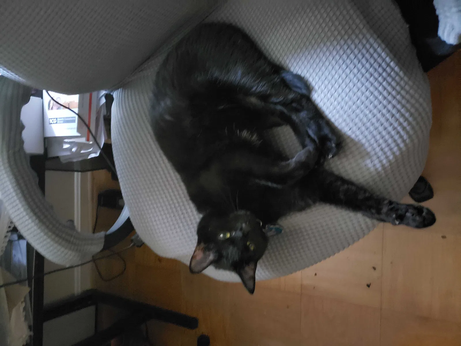 Lost cat in Sterling, VA, 20165