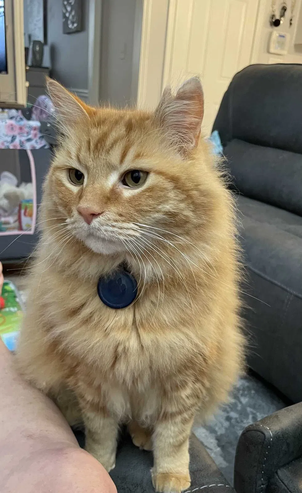 Lost cat in Kennesaw, GA, 30144