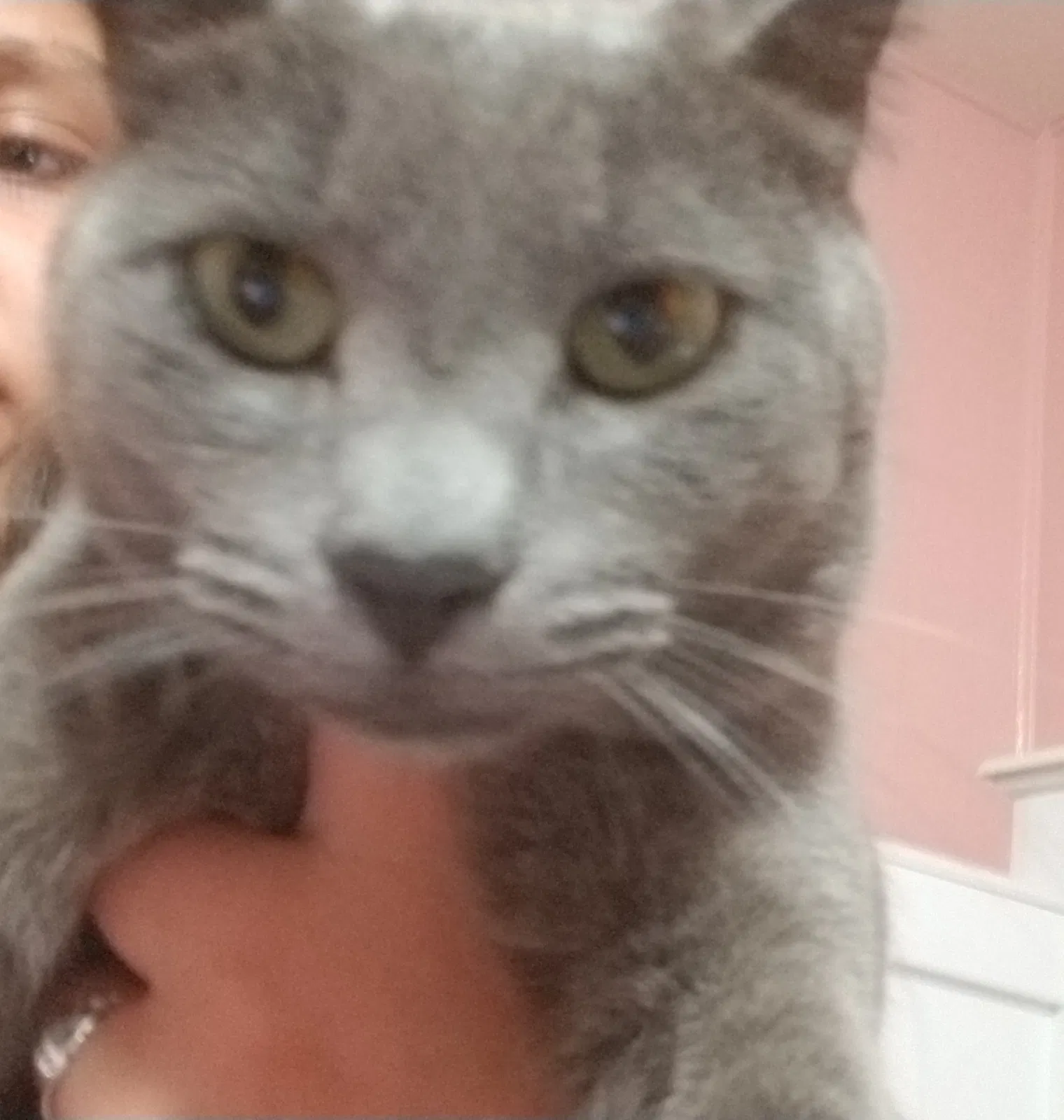 Lost cat in Rialto, CA, 92376