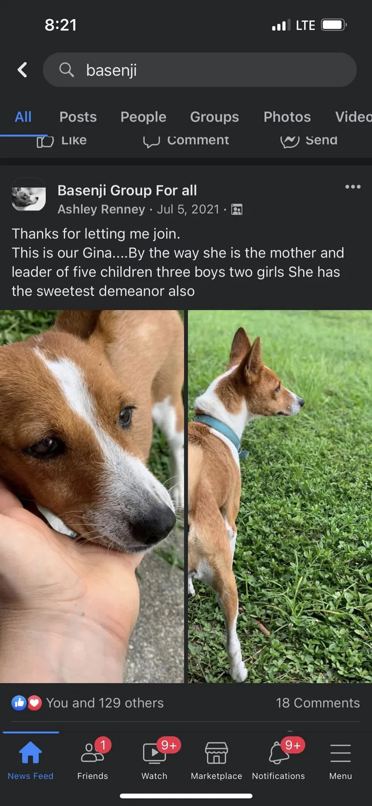Lost dog in Lehigh Acres, FL, 33974