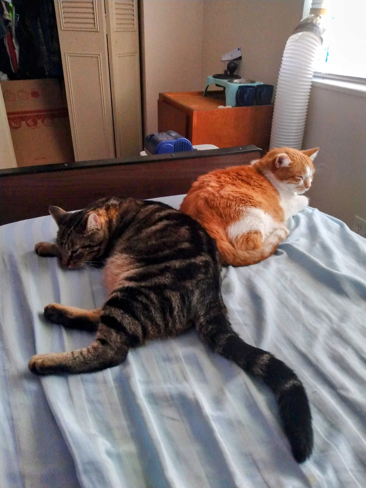 Lost cat in Fort Collins, CO, 80526
