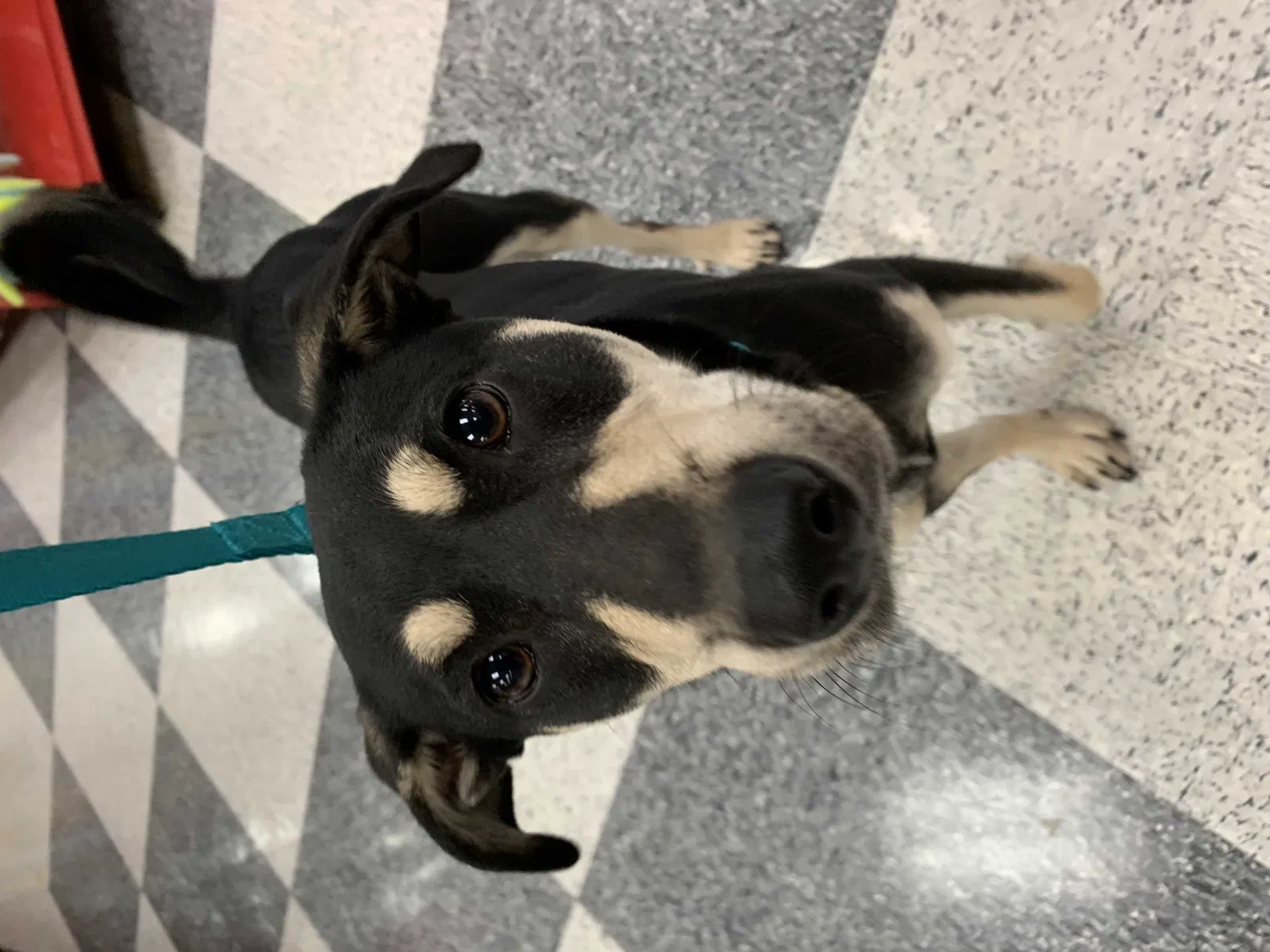 Found dog in Spring, TX, 77380
