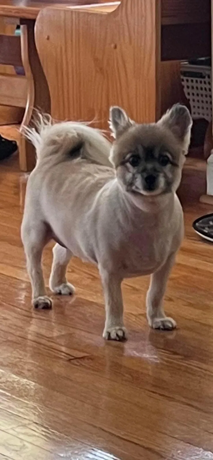 Lost dog in Wayne, MI, 48184