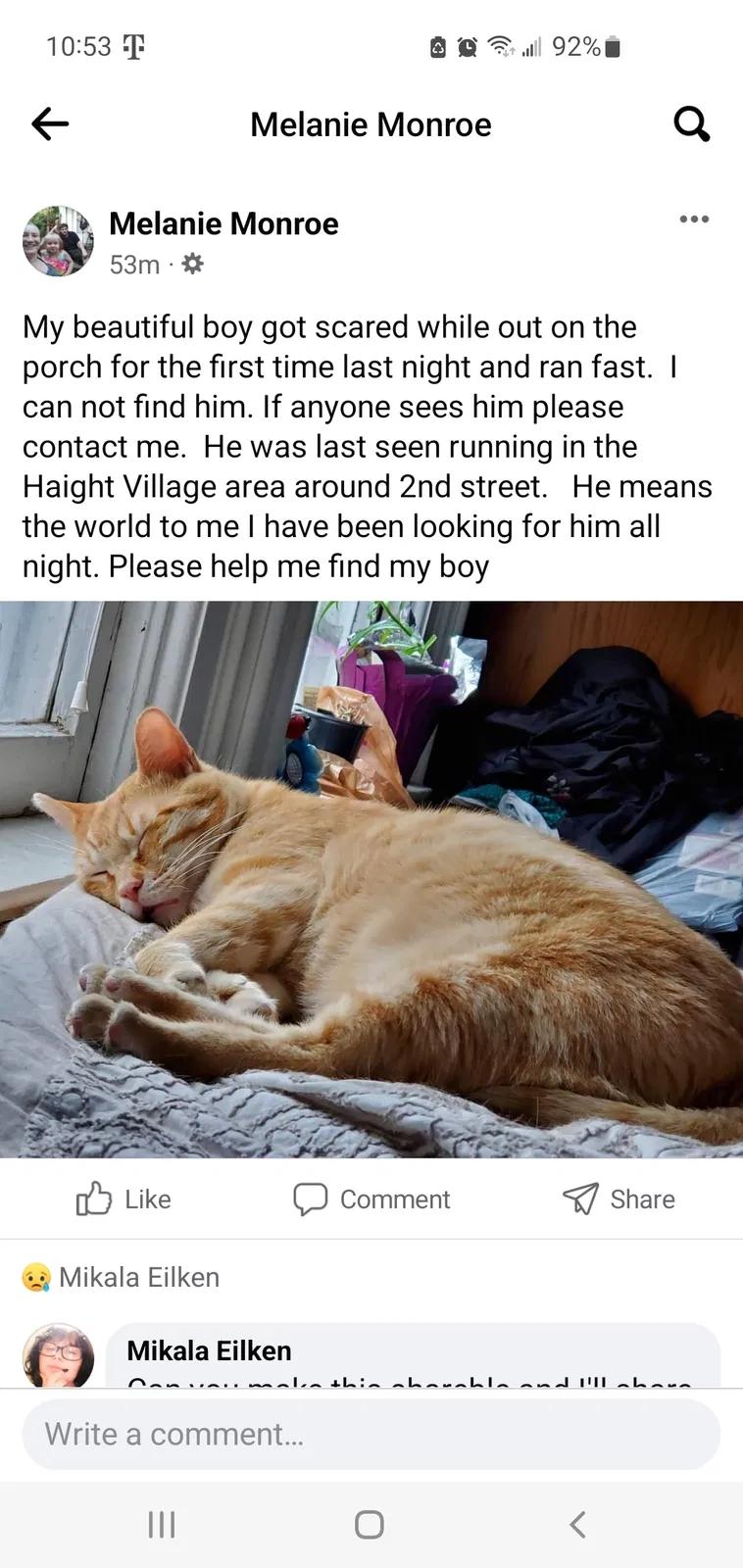 Lost cat in Rockford, IL, 61104
