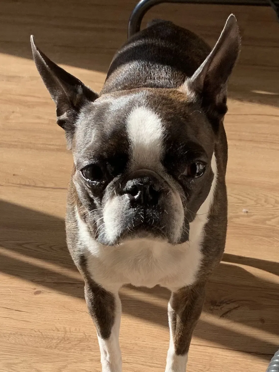 Lost dog in East Quogue, NY, 11942