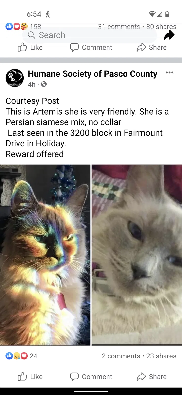 Lost cat in Holiday, FL, 34691