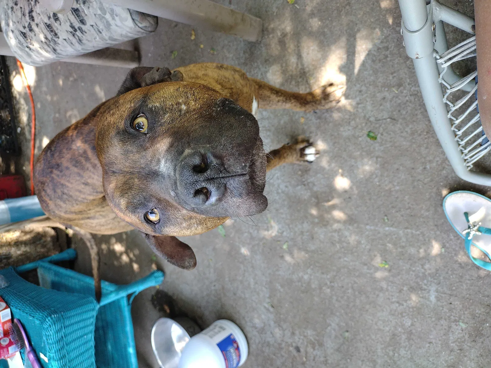 Lost dog in Cadet, MO, 63630