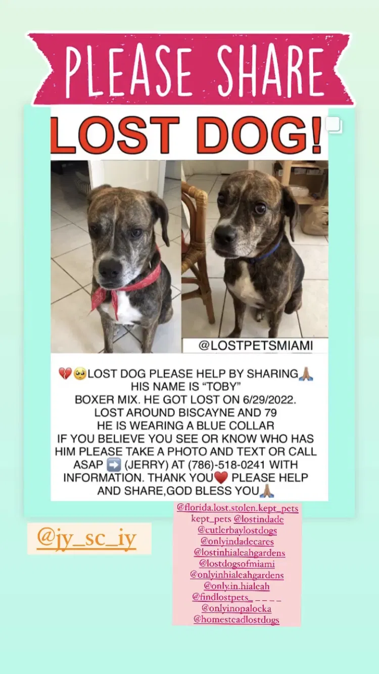 Lost dog in Miami, FL, 33138