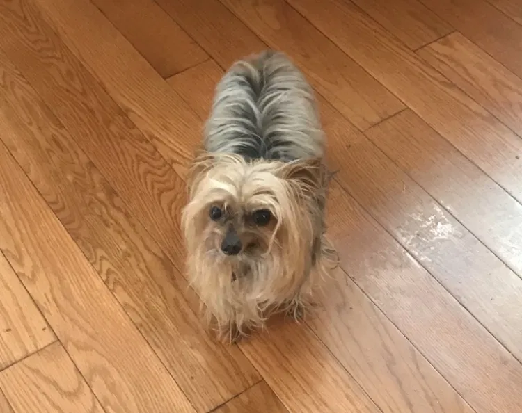 Lost dog in Chesterfield, VA, 23832