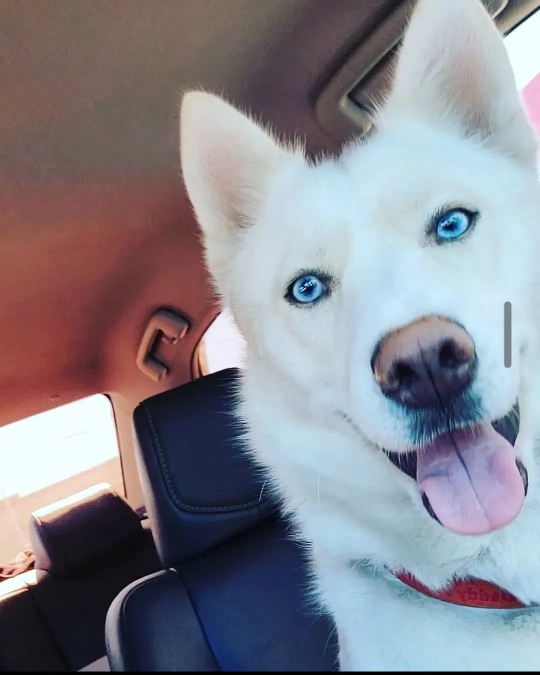 Lost dog in Houston, TX, 77042