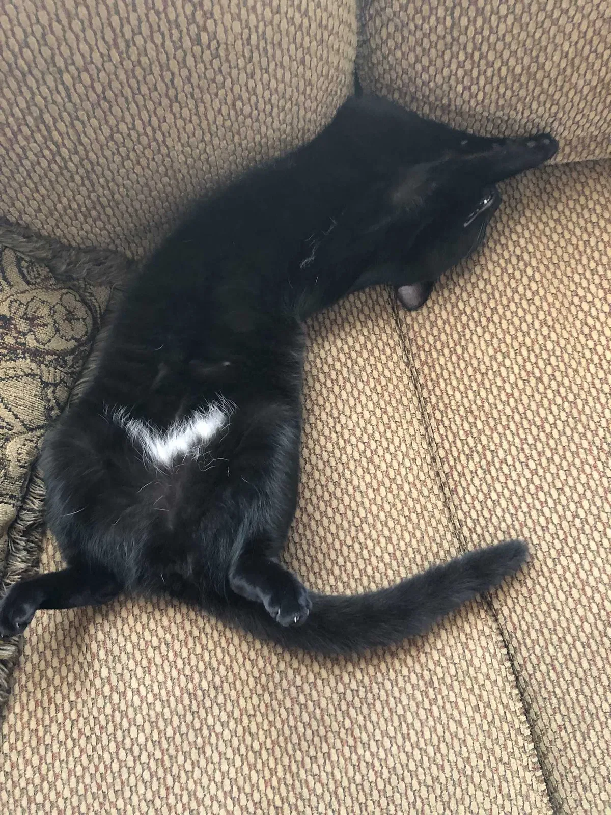 Lost cat in Canton, MI, 48187