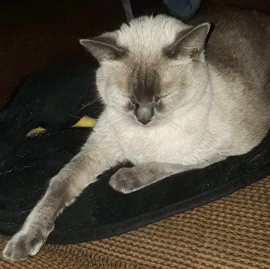 Lost cat in Oklahoma City, OK, 73132