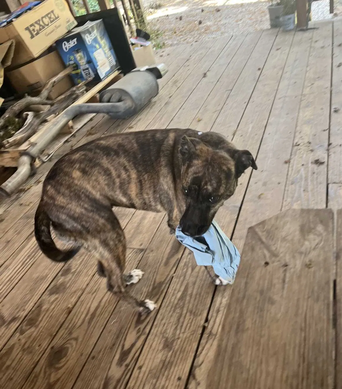 Lost dog in Meadow Vista, CA, 95722
