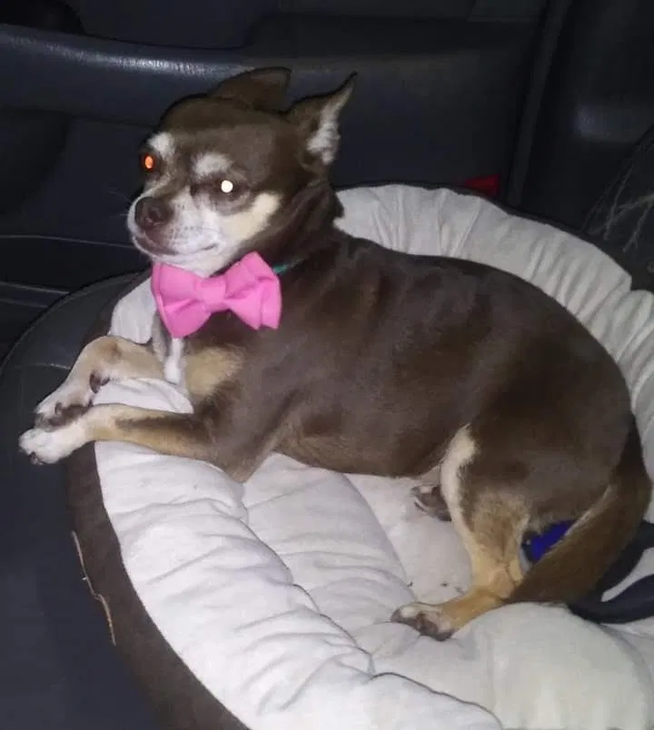 Lost dog in New York Mills, MN, 56567