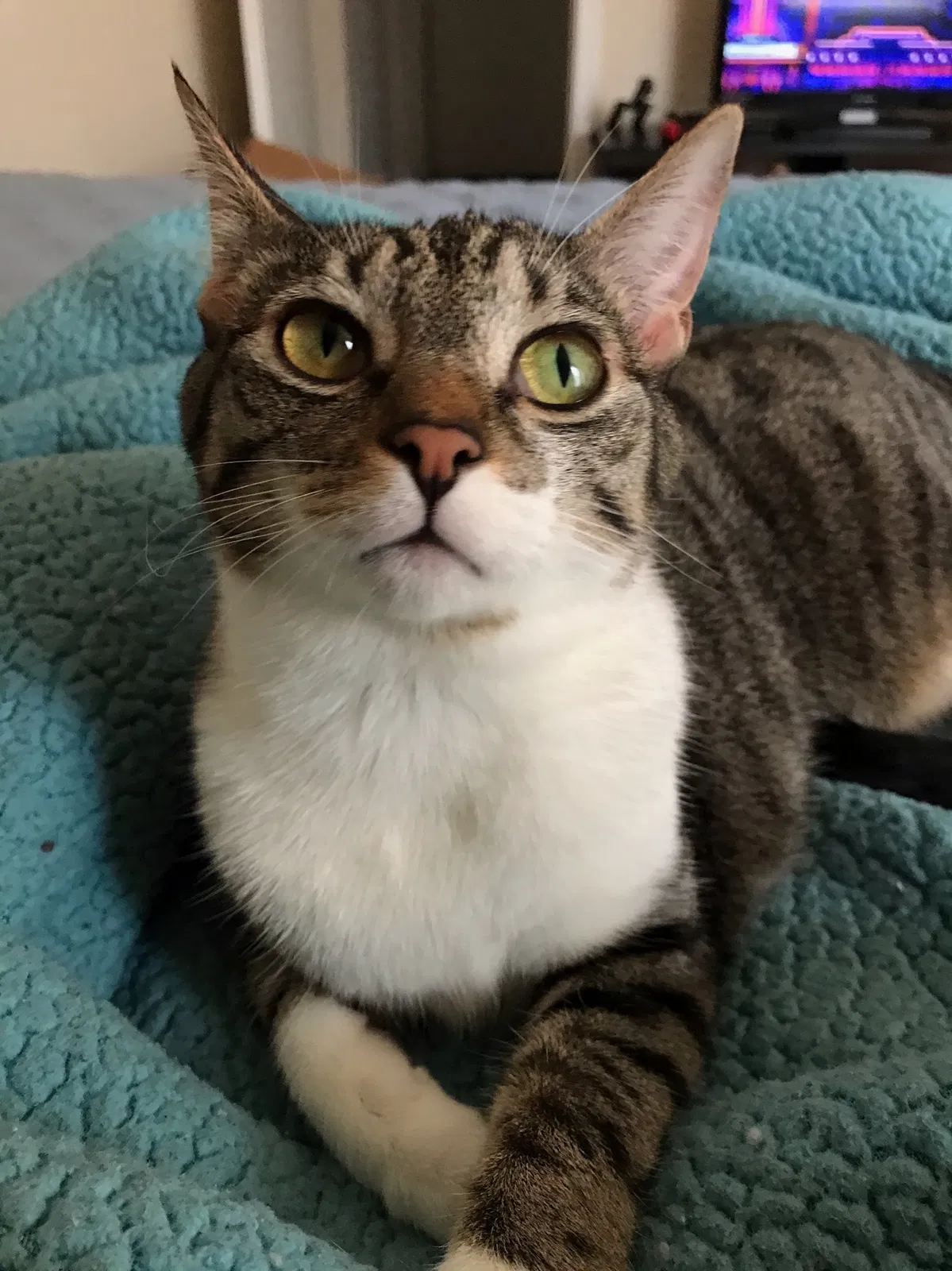 Lost cat in Chattanooga, TN, 37421