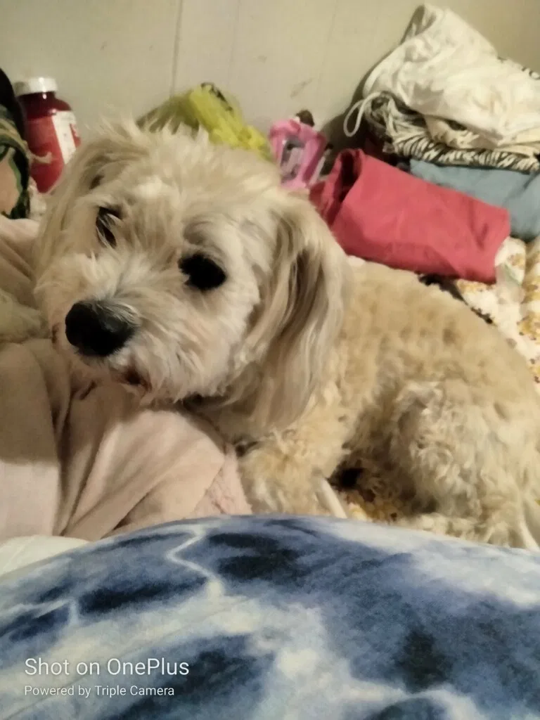 Lost dog in El Cajon, CA, 92021