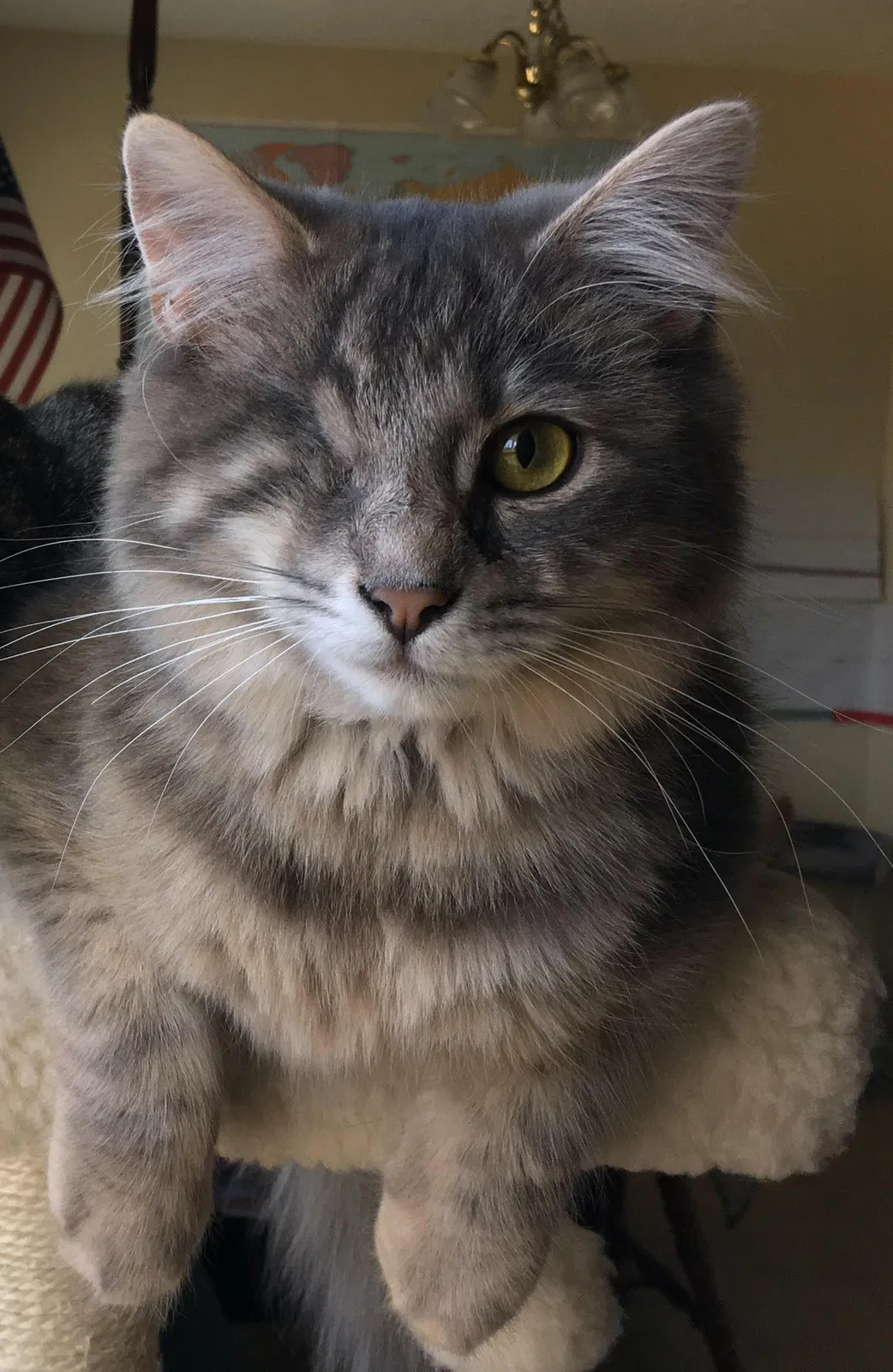 Lost cat in Clarksville, TN, 37042