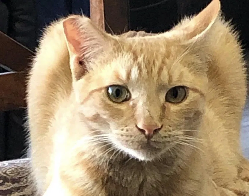 Lost cat in Bonita, CA, 91902