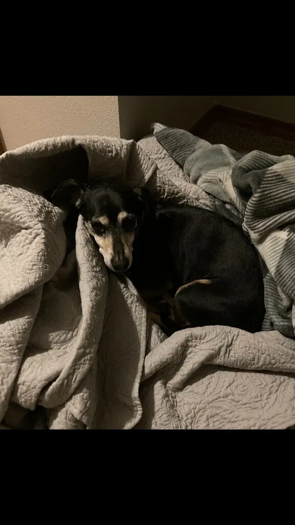 Lost dog in Hayden, ID, 83835