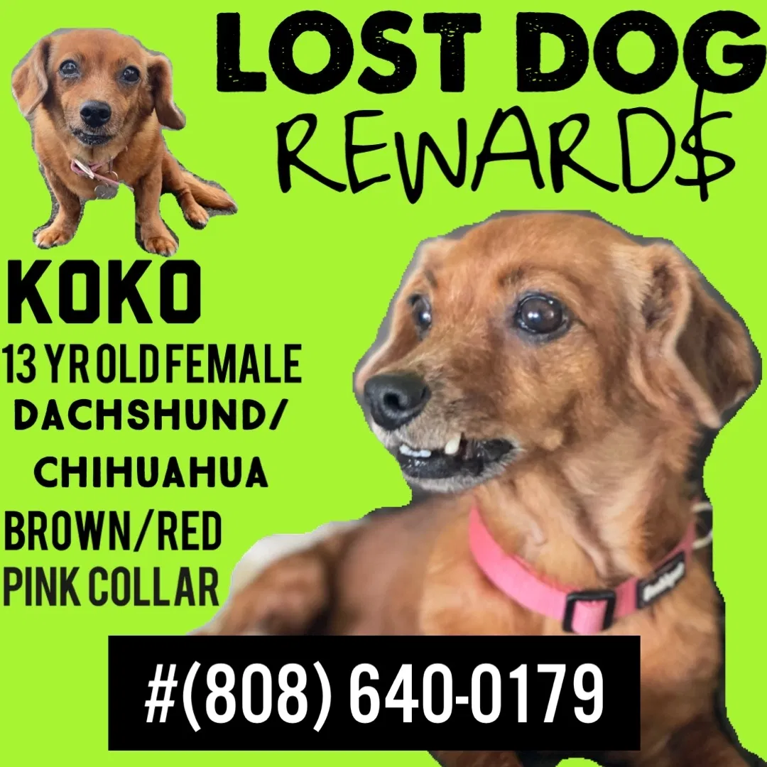 Lost dog in Honokaa, HI, 96727