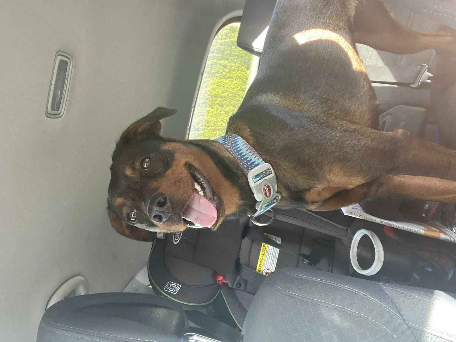 Lost dog in Hillsboro, OR, 97124