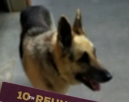 Lost dog in Winston Salem, NC, 27106