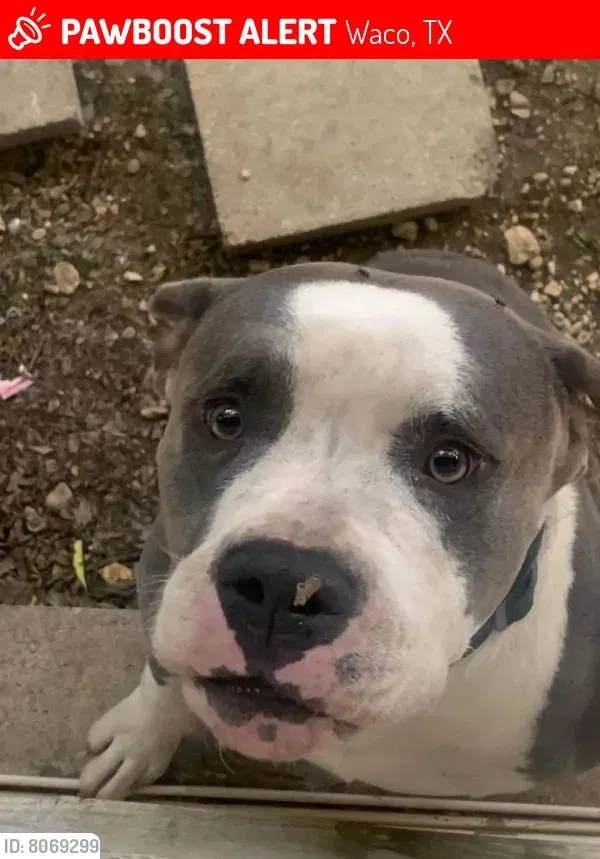 Lost dog in Waco, TX, 76705