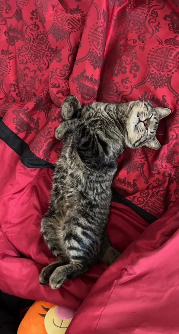 Lost cat in Denver, CO, 80226