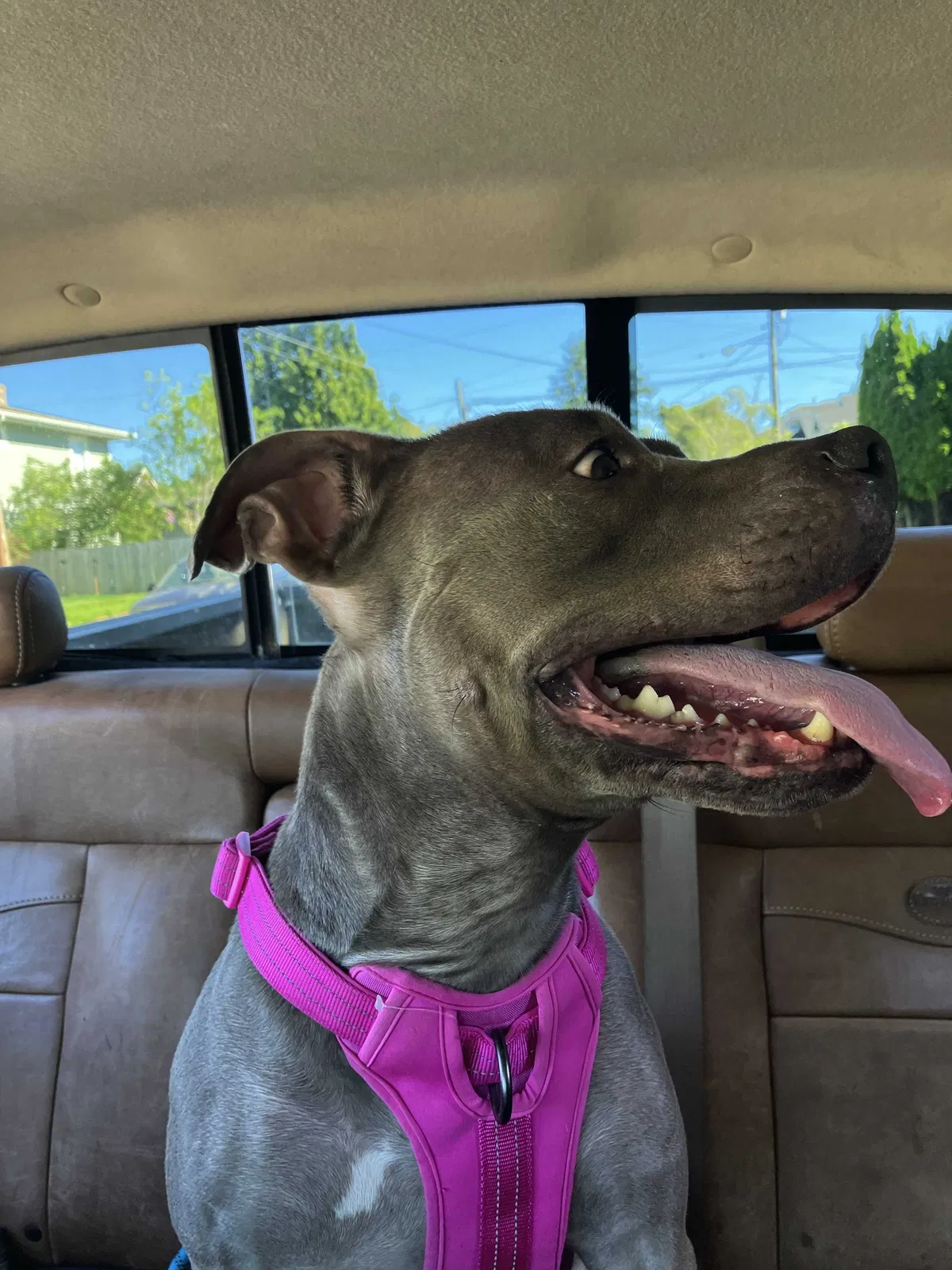 Lost dog in Tacoma, WA, 98407