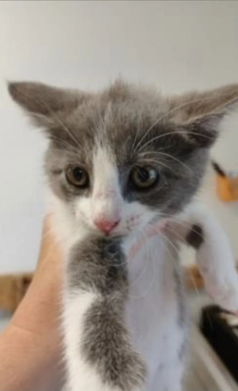 Lost cat in Memphis, TN, 38103