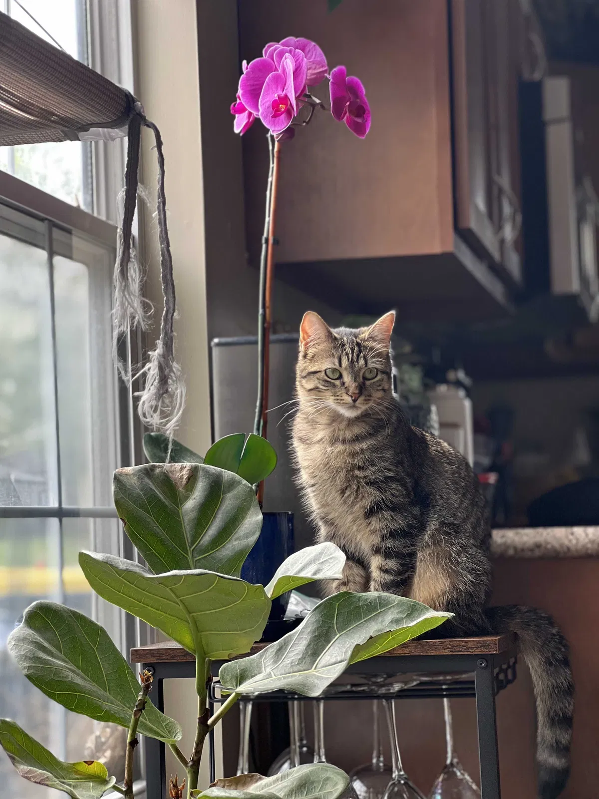 Lost cat in Indianapolis, IN, 46240