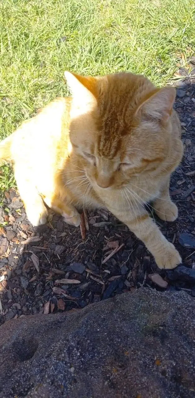 Lost cat in North Augusta, SC, 29841