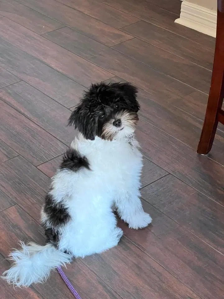 Lost dog in Katy, TX, 77450