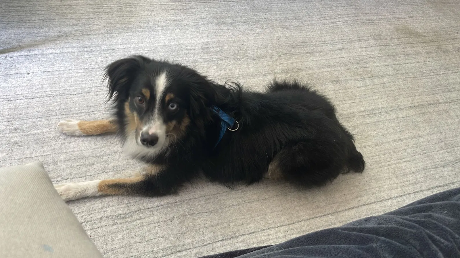 Lost dog in Denver, CO, 80218