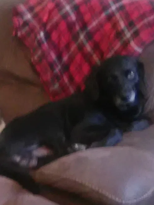 Lost dog in Summerville, SC, 29483