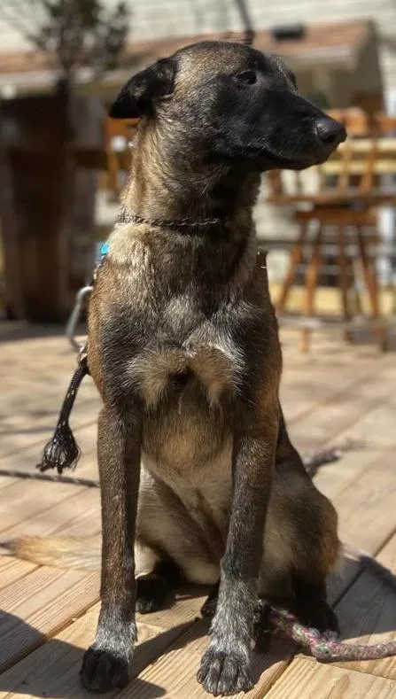 Lost dog in Dallas, GA, 30132