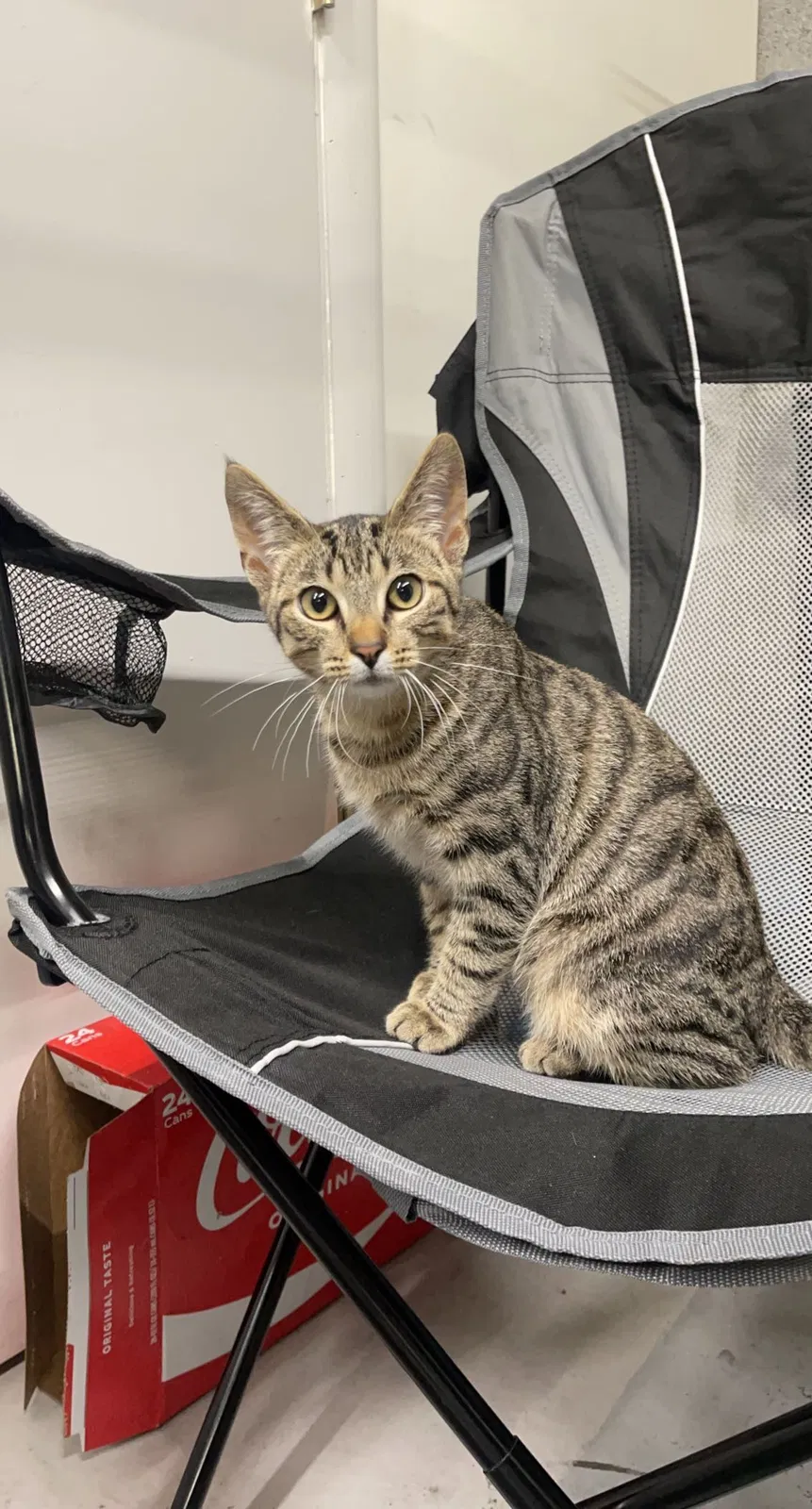 Lost cat in Round Lake, IL, 60073