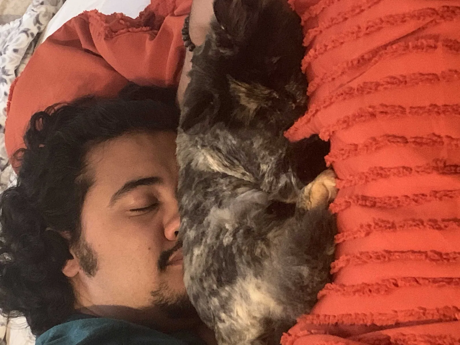 Lost cat in Fallbrook, CA, 92028