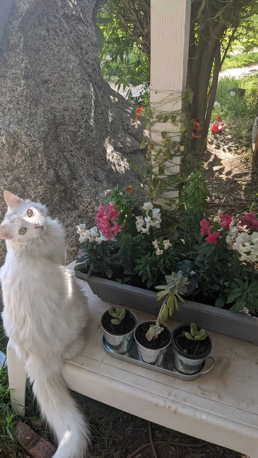 Lost cat in Riverside, CA, 92506