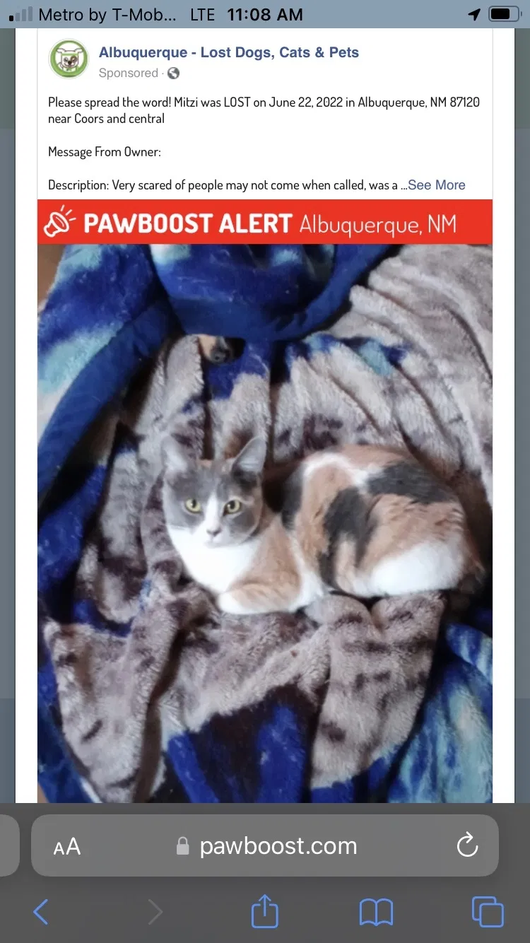 Lost cat in Albuquerque, NM, 87120