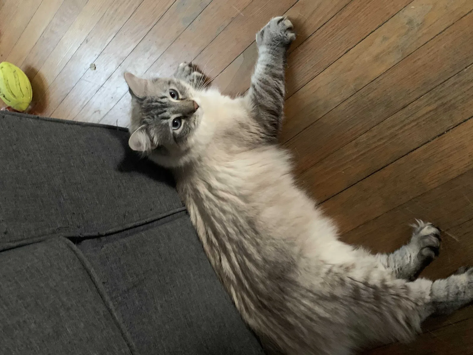 Lost cat in Portsmouth, VA, 23704