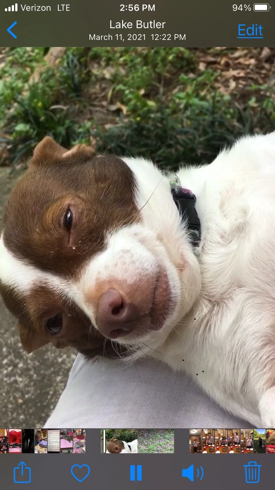 Lost dog in Hardeeville, SC, 29927