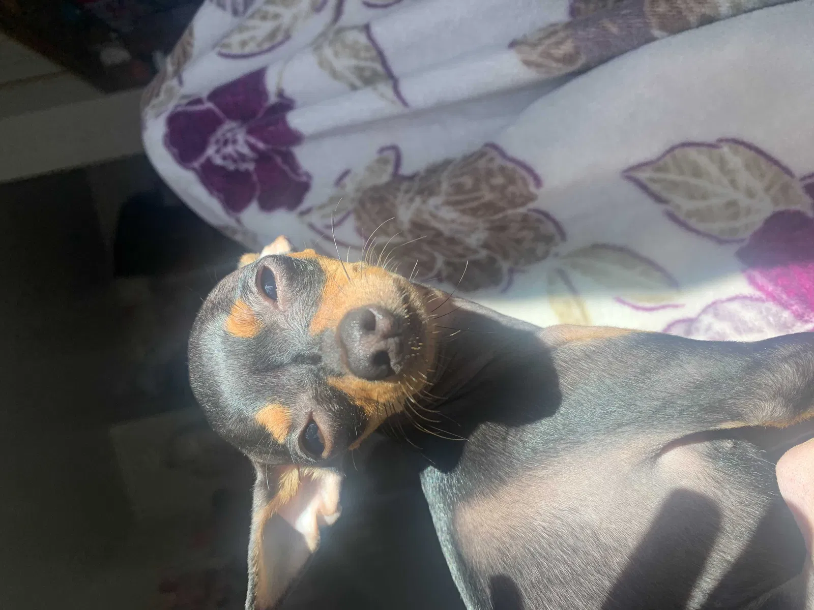 Lost dog in Gonzales, CA, 93926
