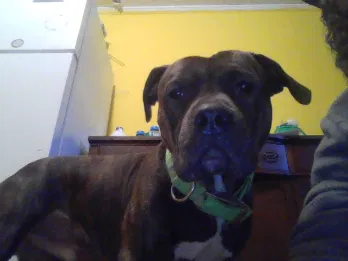 Lost dog in Danville, VA, 24541