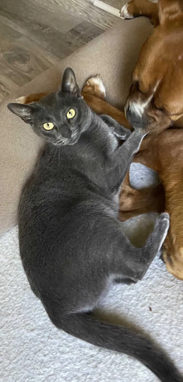 Lost cat in Murrieta, CA, 92563